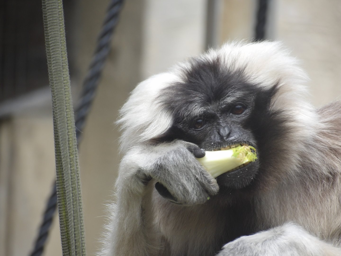 Ivy - Pileated Gibbon