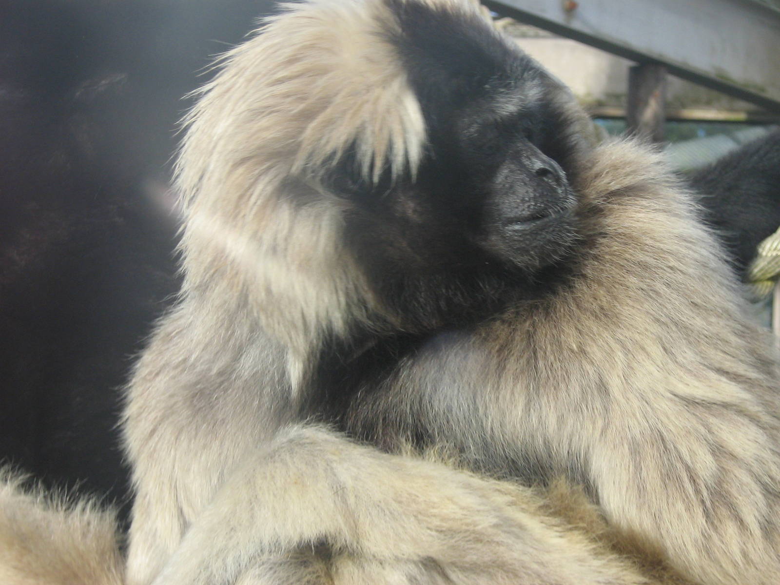 Ivy The Female Pileated Gibbon