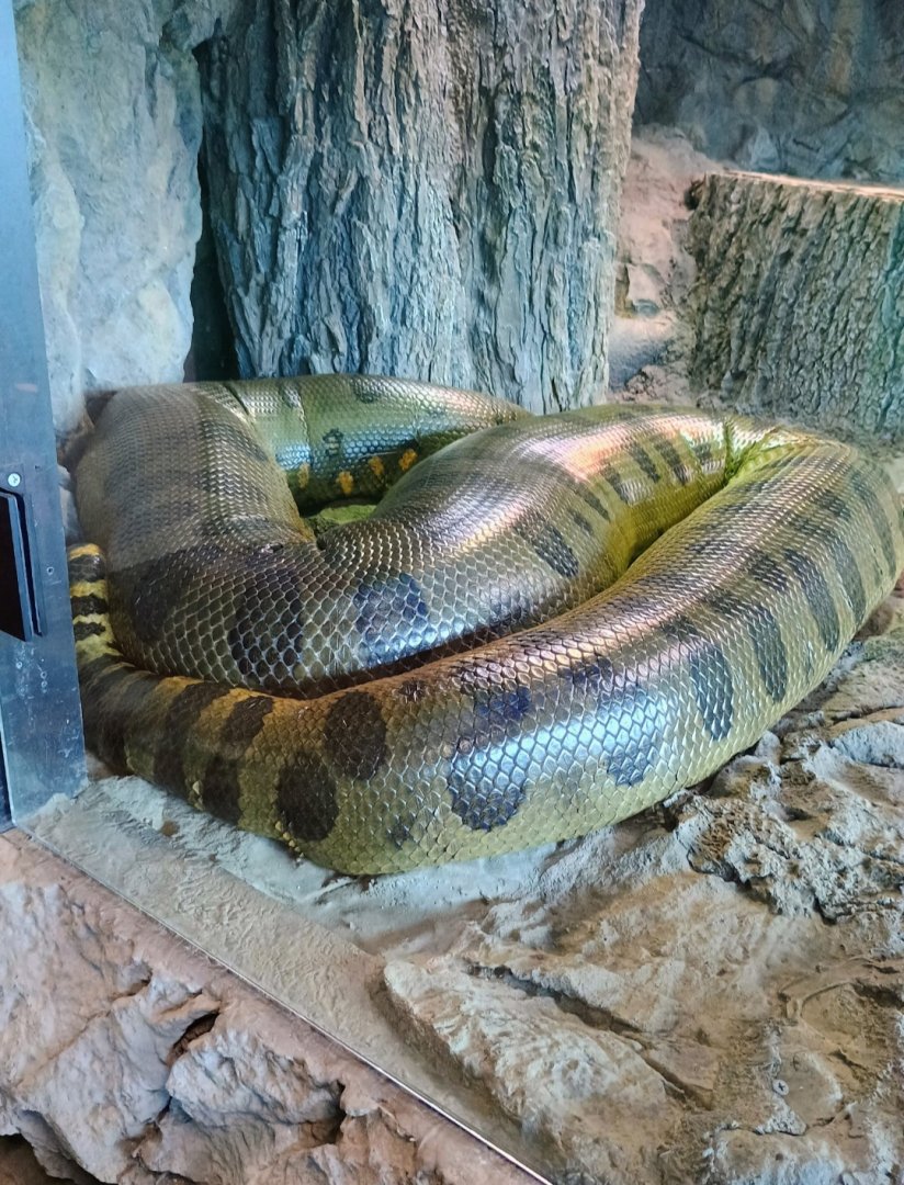 Ivy the Green Anaconda (6/21/25)