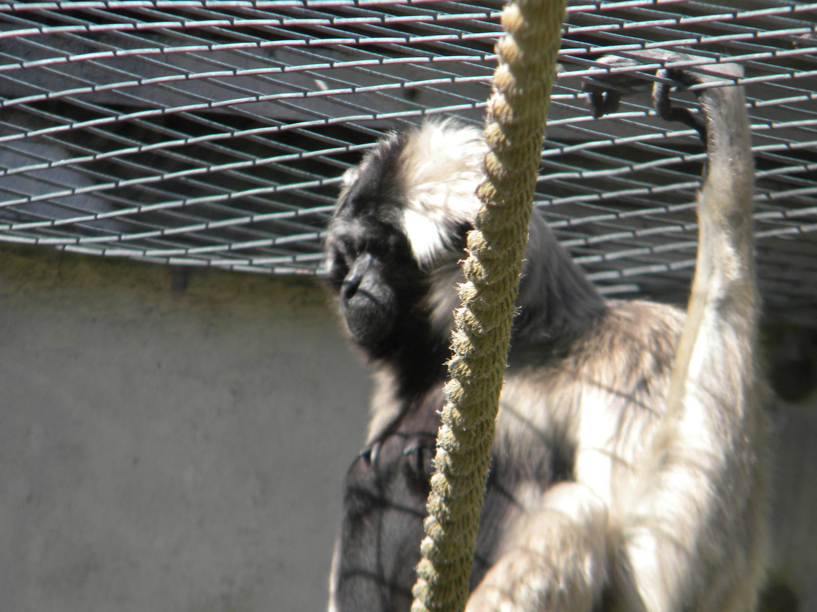 Ivy the Pileated Gibbon at Blackpool Zoo 10th April 2011