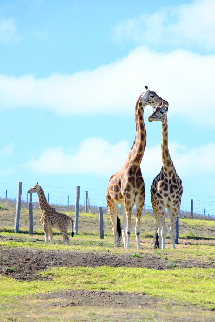 Ivy / Tulip / Lily - Darling Downs Zoo