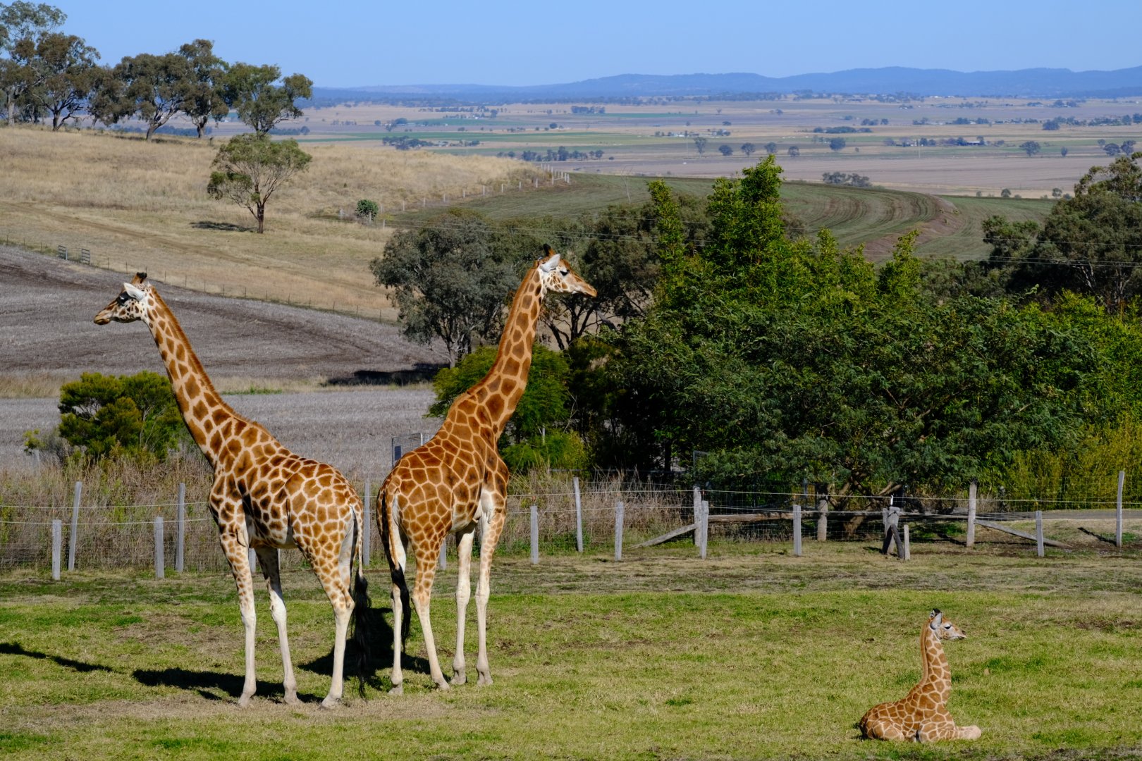 Ivy / Tulip / Lily - Darling Downs Zoo