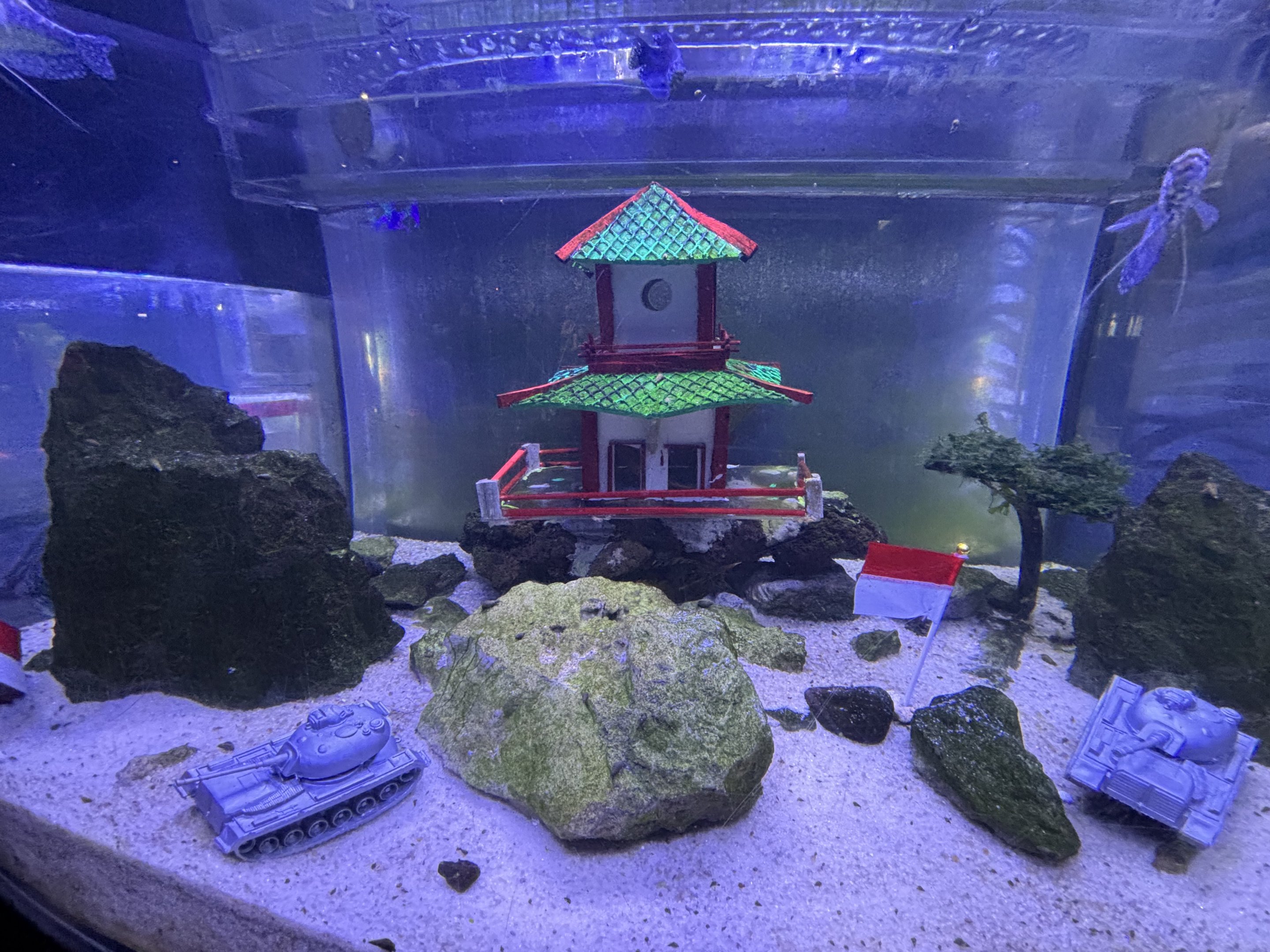 Iwagumi Tank