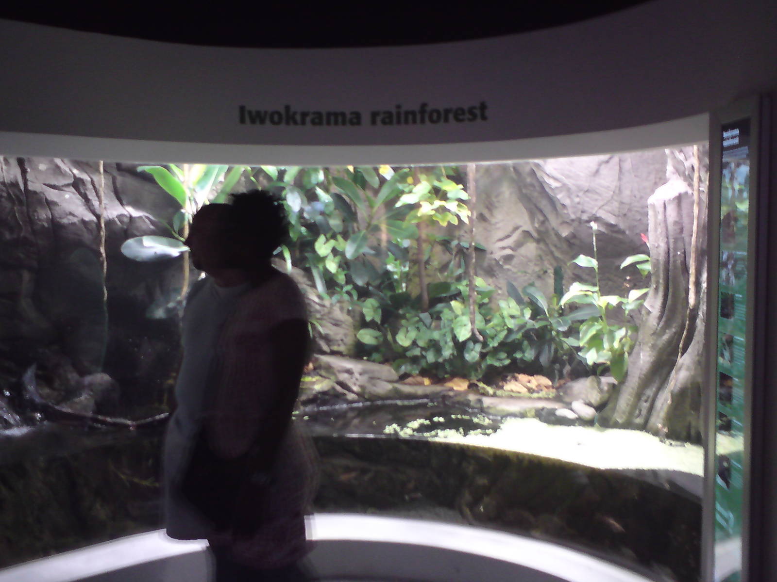 Iwokrama rainforest