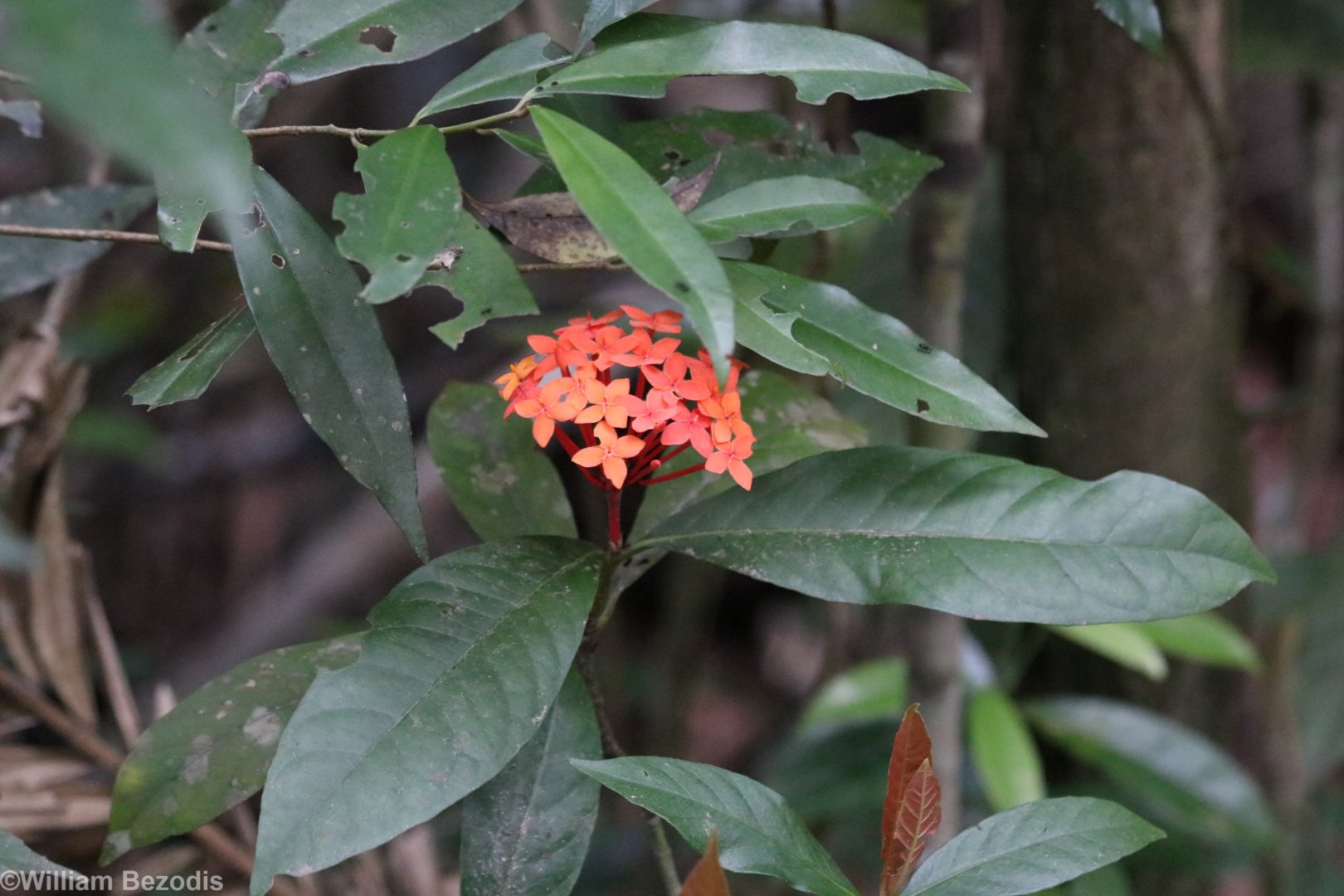 Ixora Plant - Khao Yai National Park