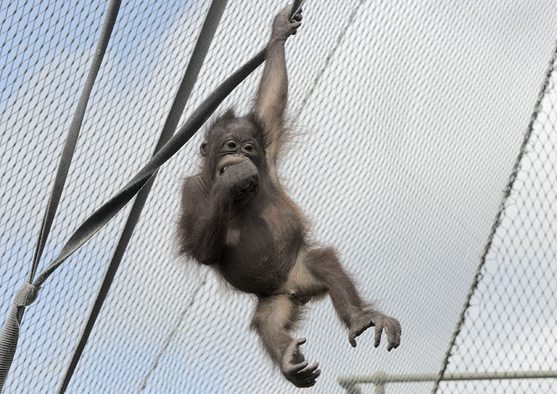 Iznee Bornean orang utan