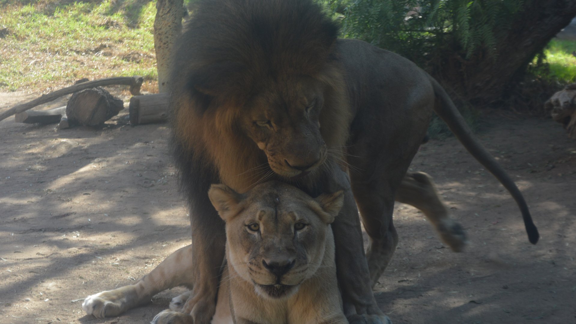 Izu attempting to mate, Panthera leo melanochaita