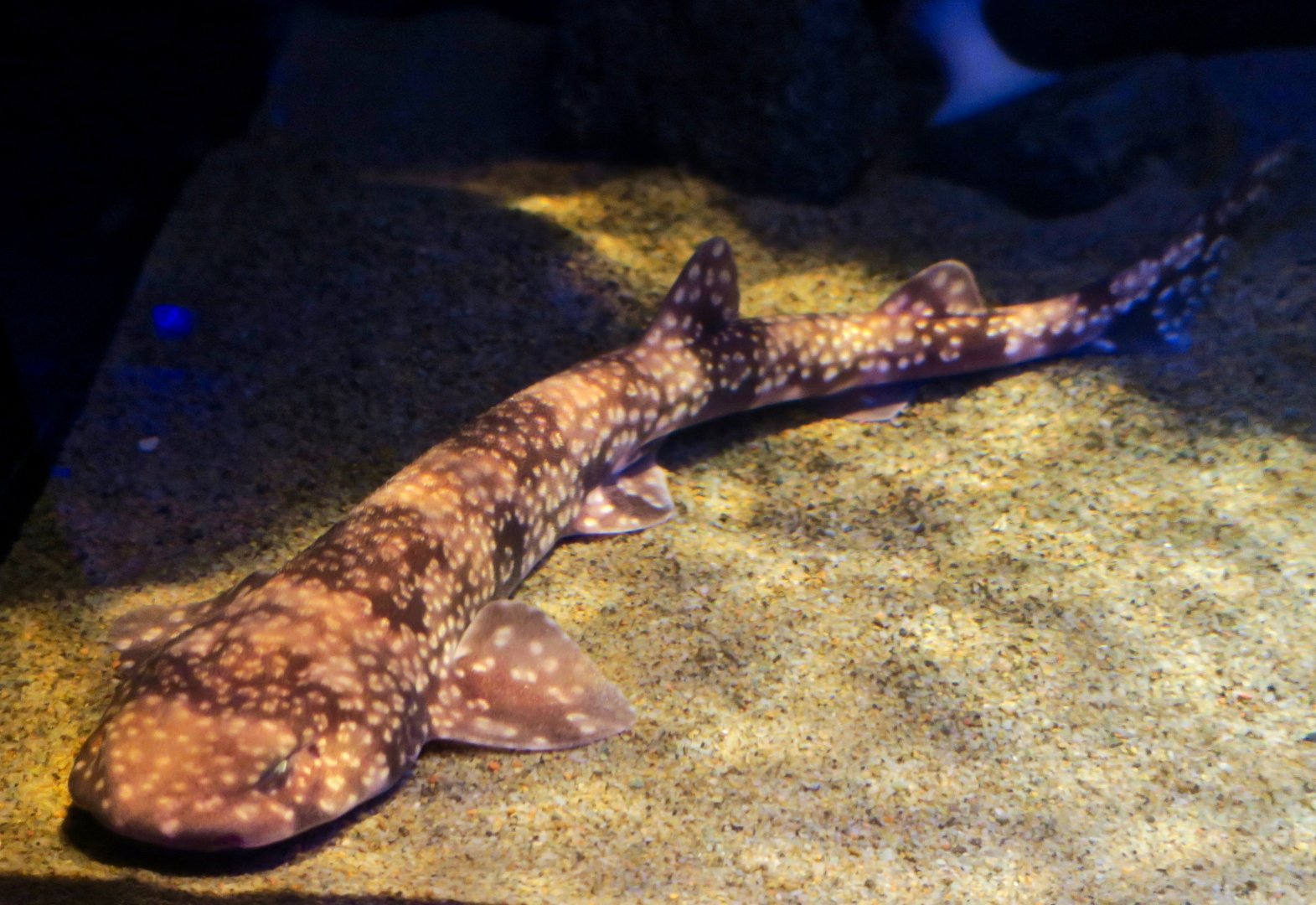 Izu Catshark (Scyliorhinus tokubee)