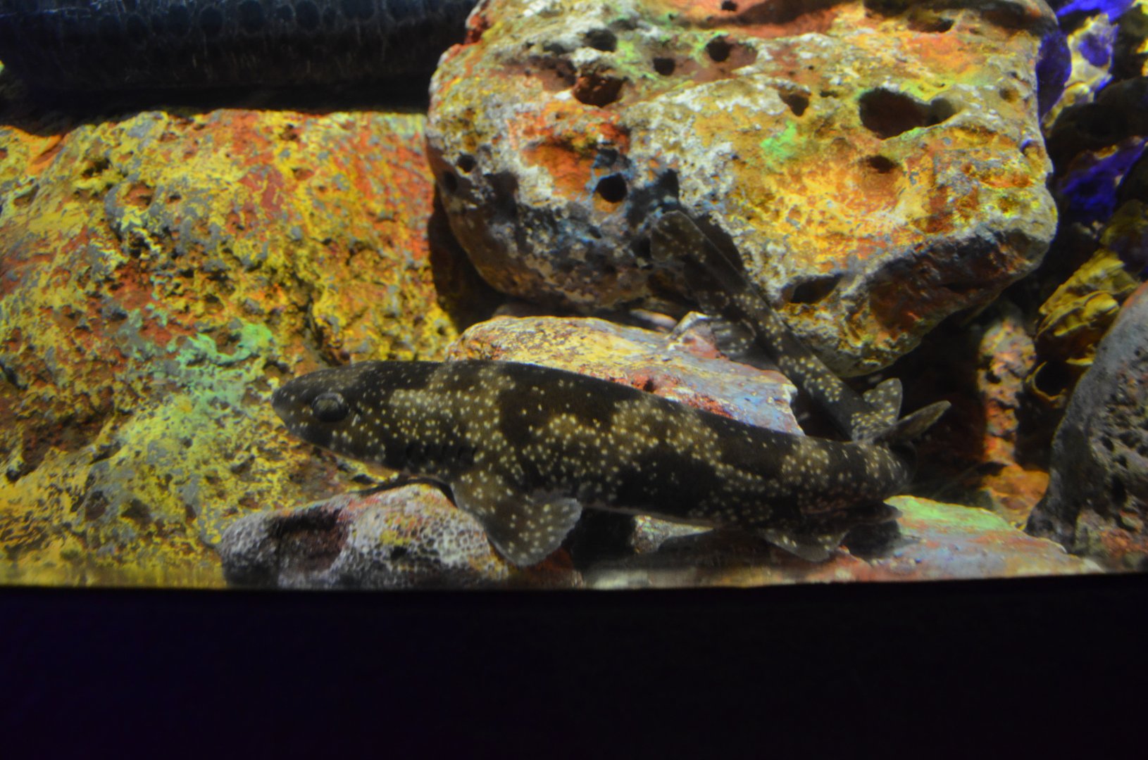 Izu catshark, Scyliorhinus tokubee