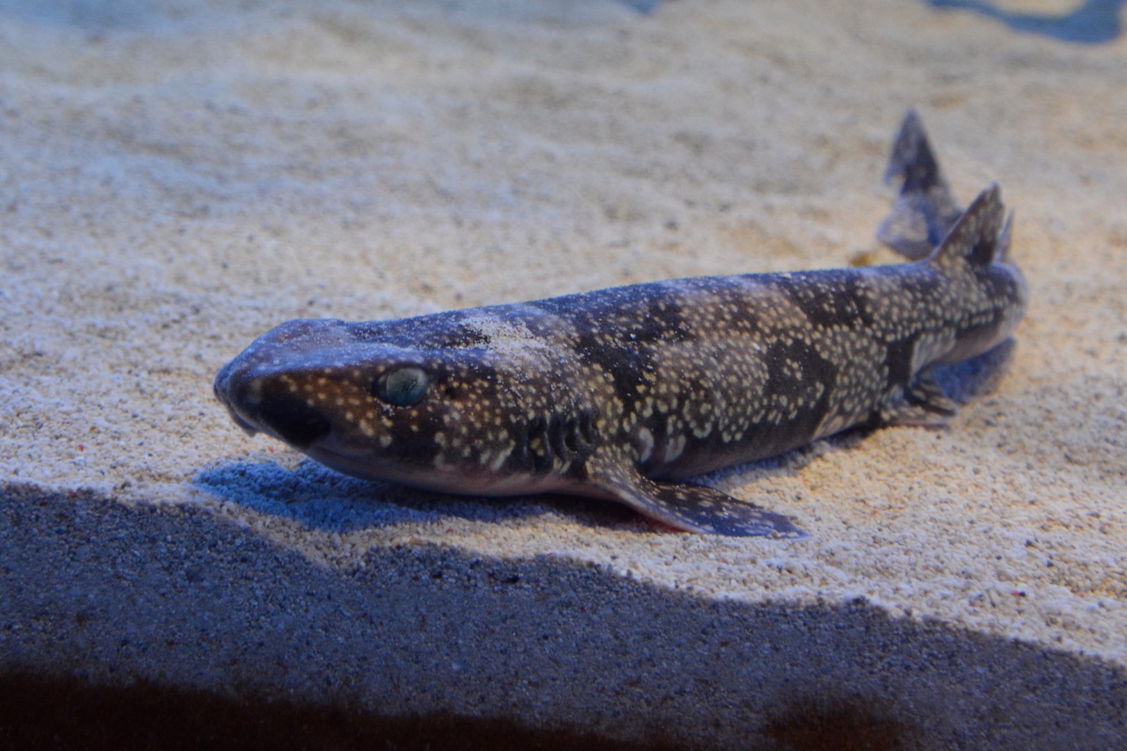 Izu catshark (Scyliorhinus torazame 'tokubee')