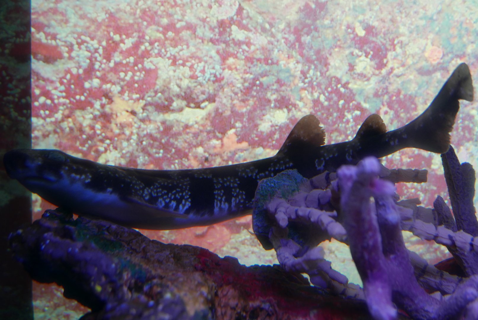 Izu Catshark