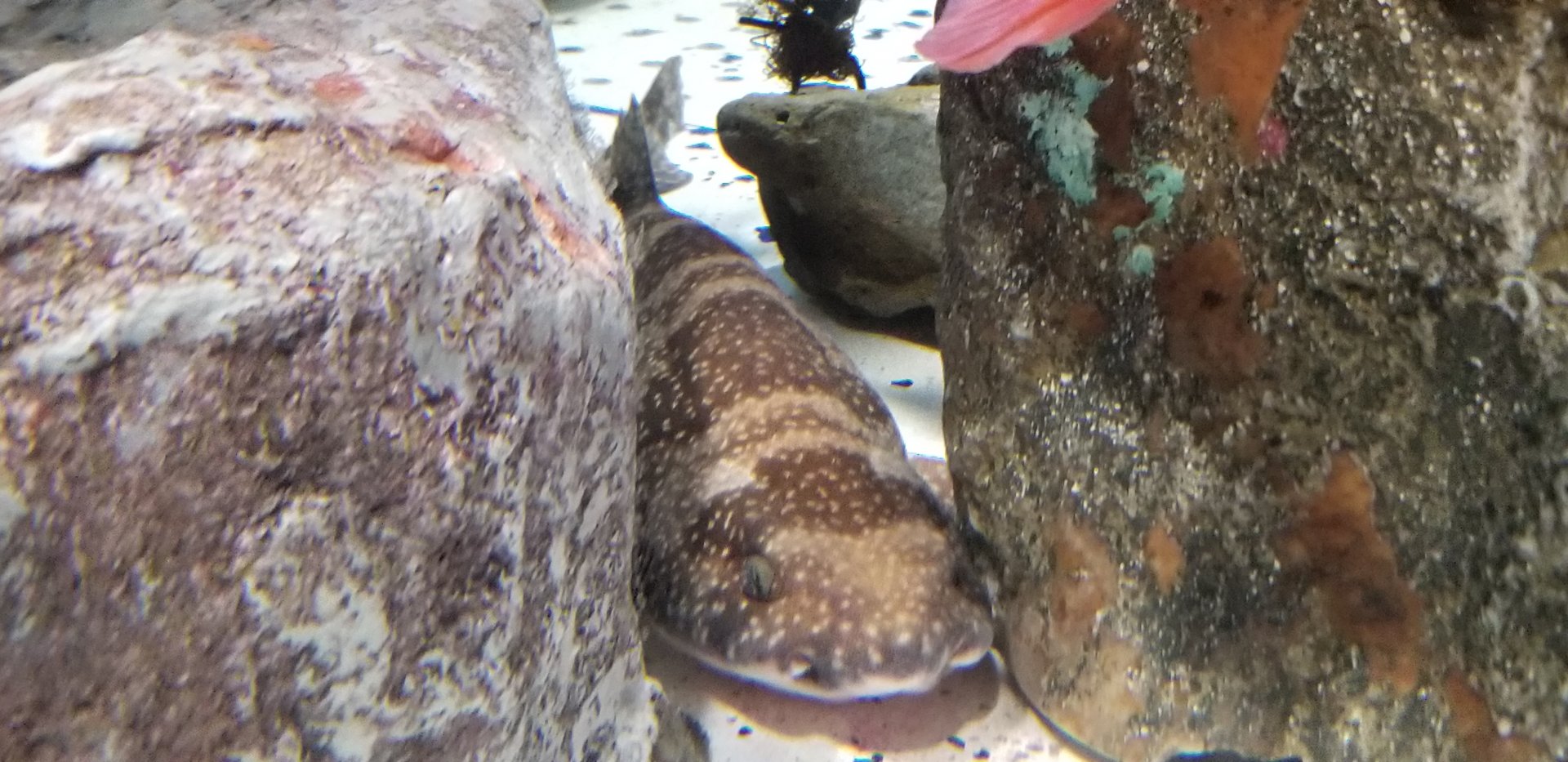 Izu Catshark