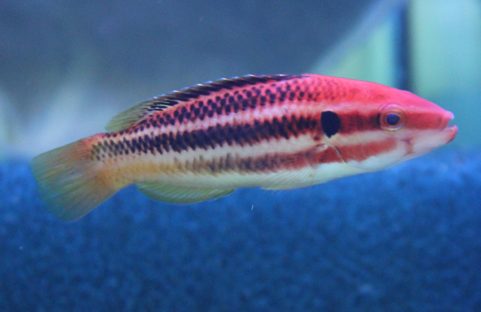 Izu Hogfish - Bodianus izuensis