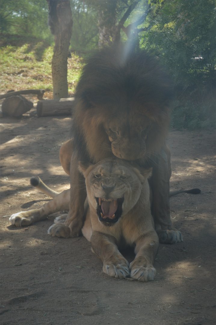 Izu, not getting the hint, Panthera leo melanochaita
