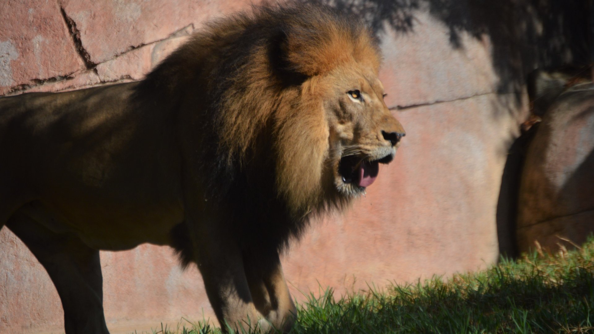 Izu, Panthera leo melanochaita