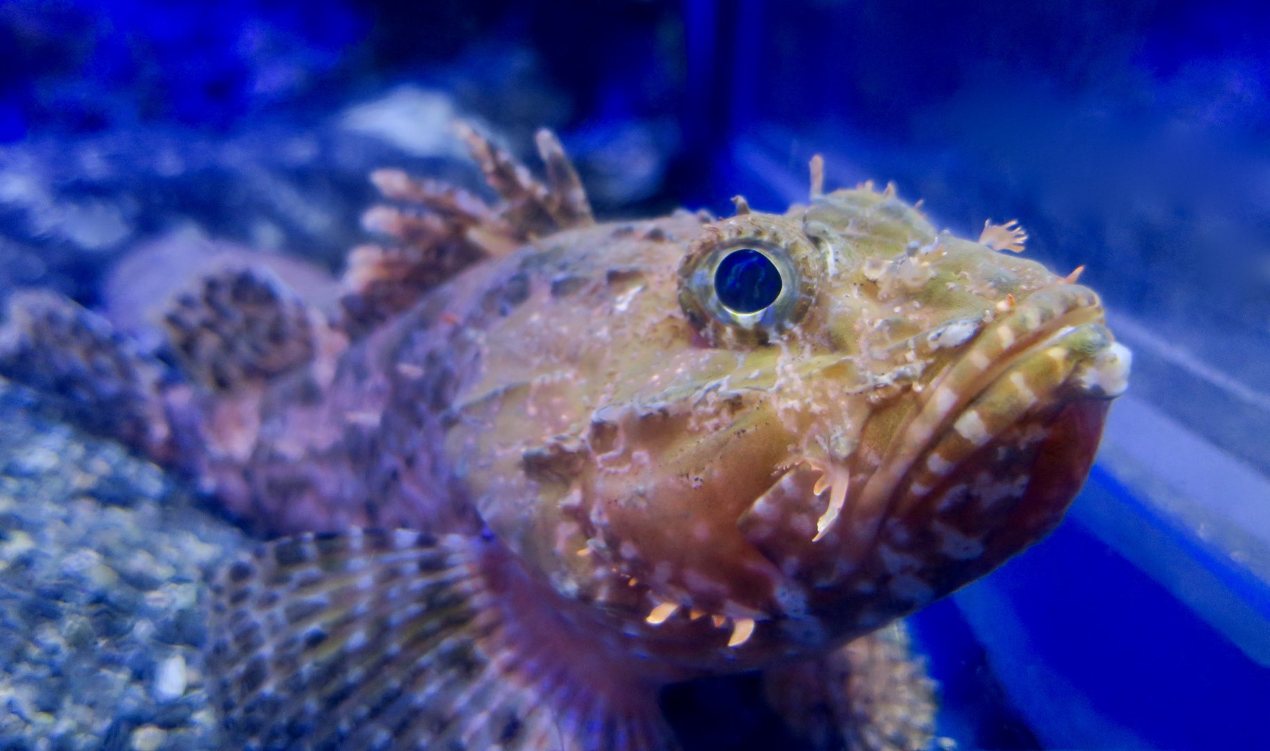 Izu Scorpionfish (Scorpaena izensis)