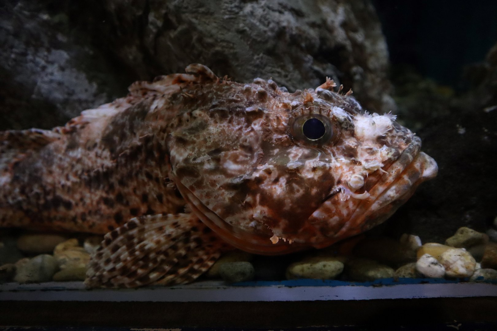 Izu scorpionfish (Scorpaena neglecta)