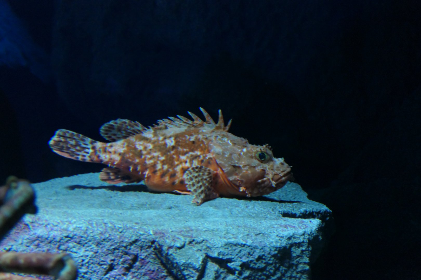 Izu Scorpionfish (Scorpaena neglecta)