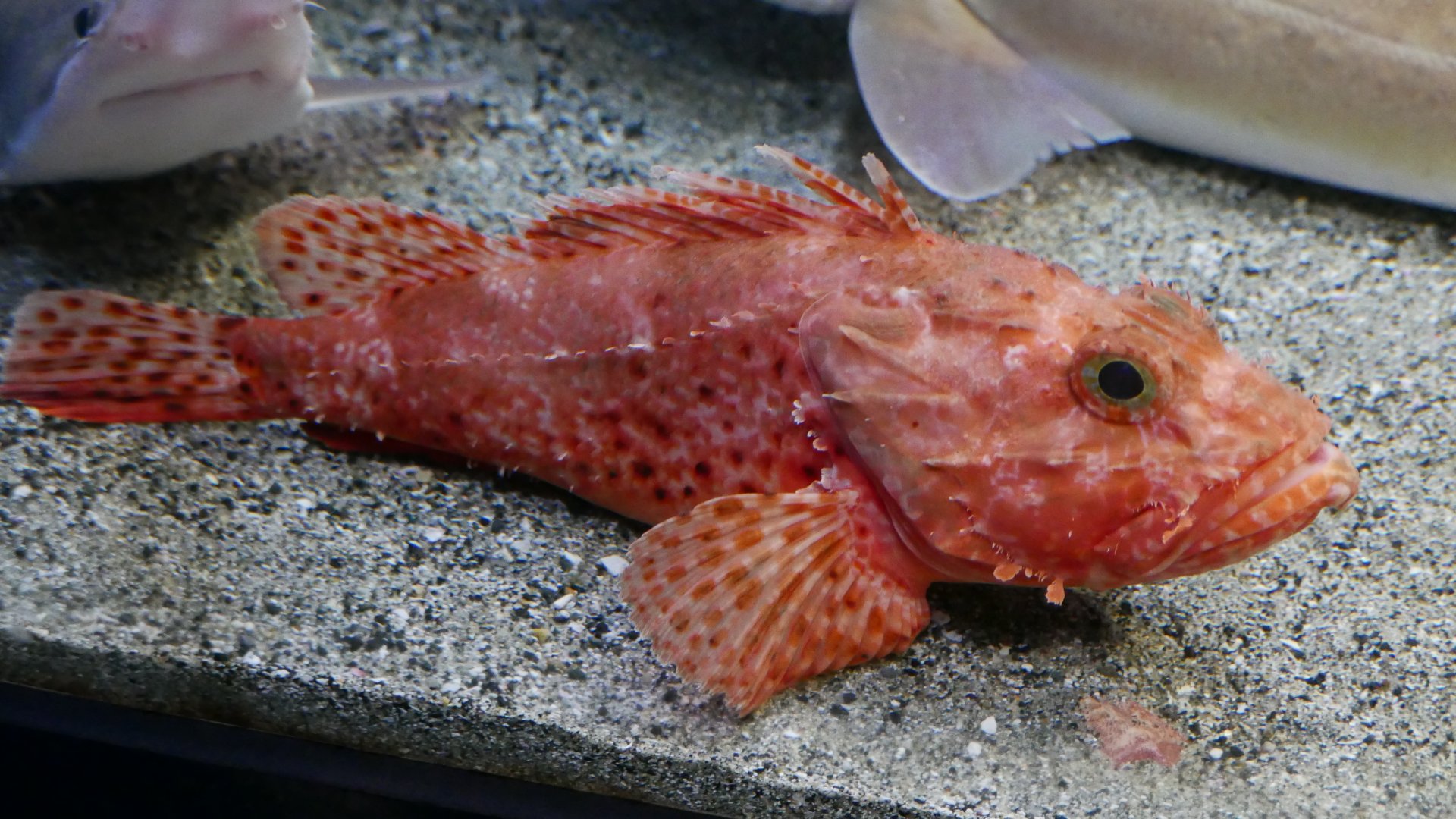 Izu Scorpionfish