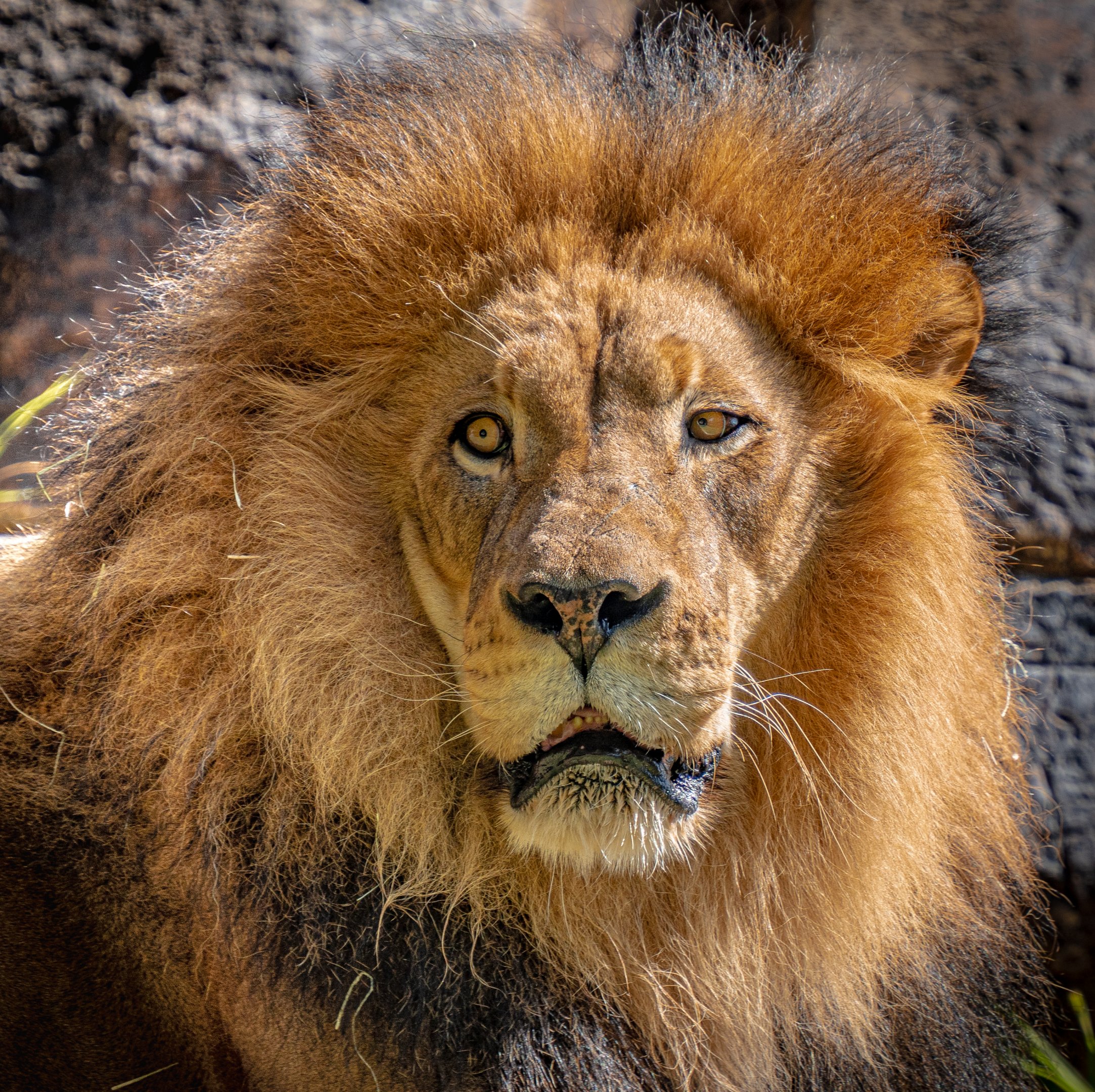 Izu the African Lion