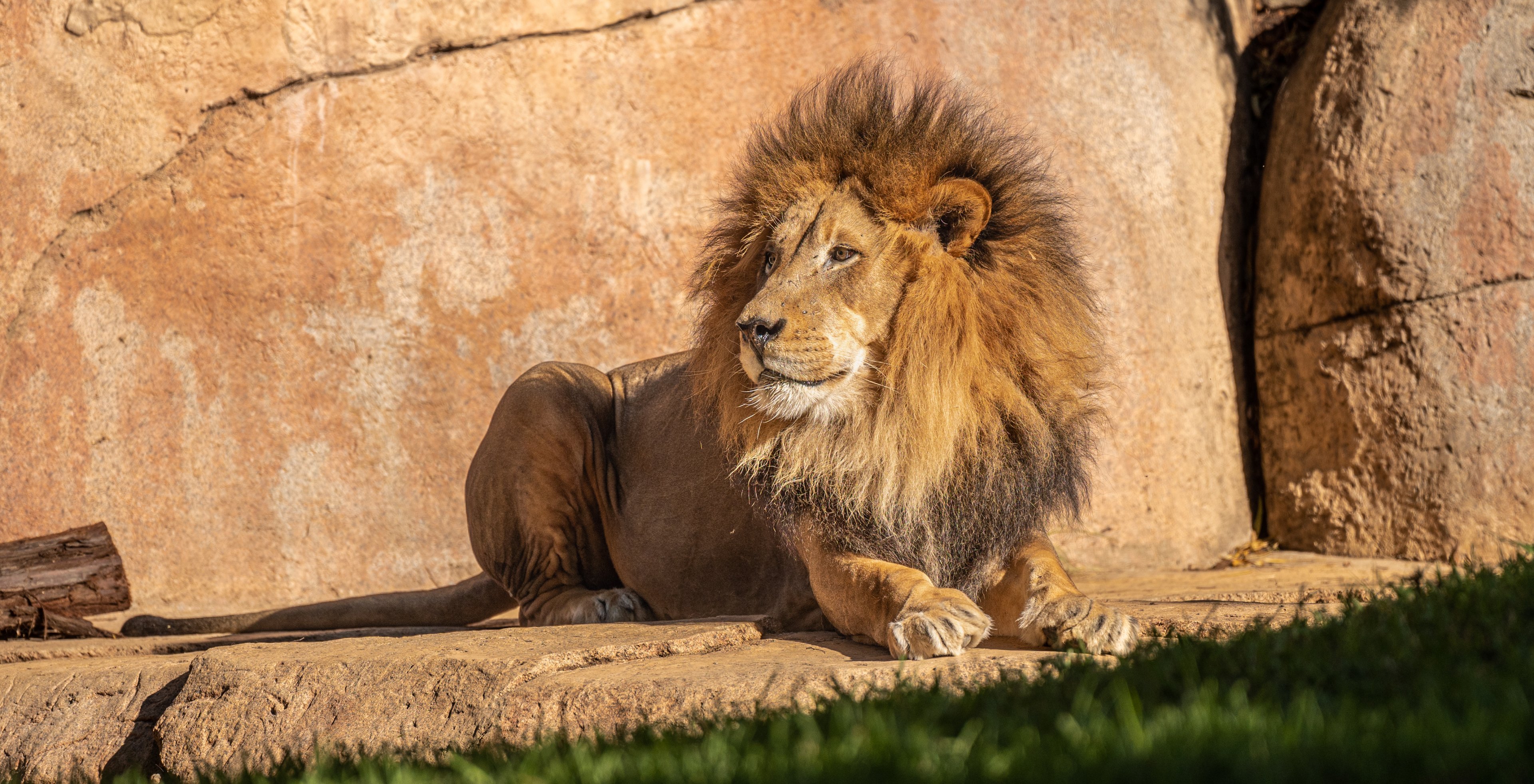 Izu the African Lion