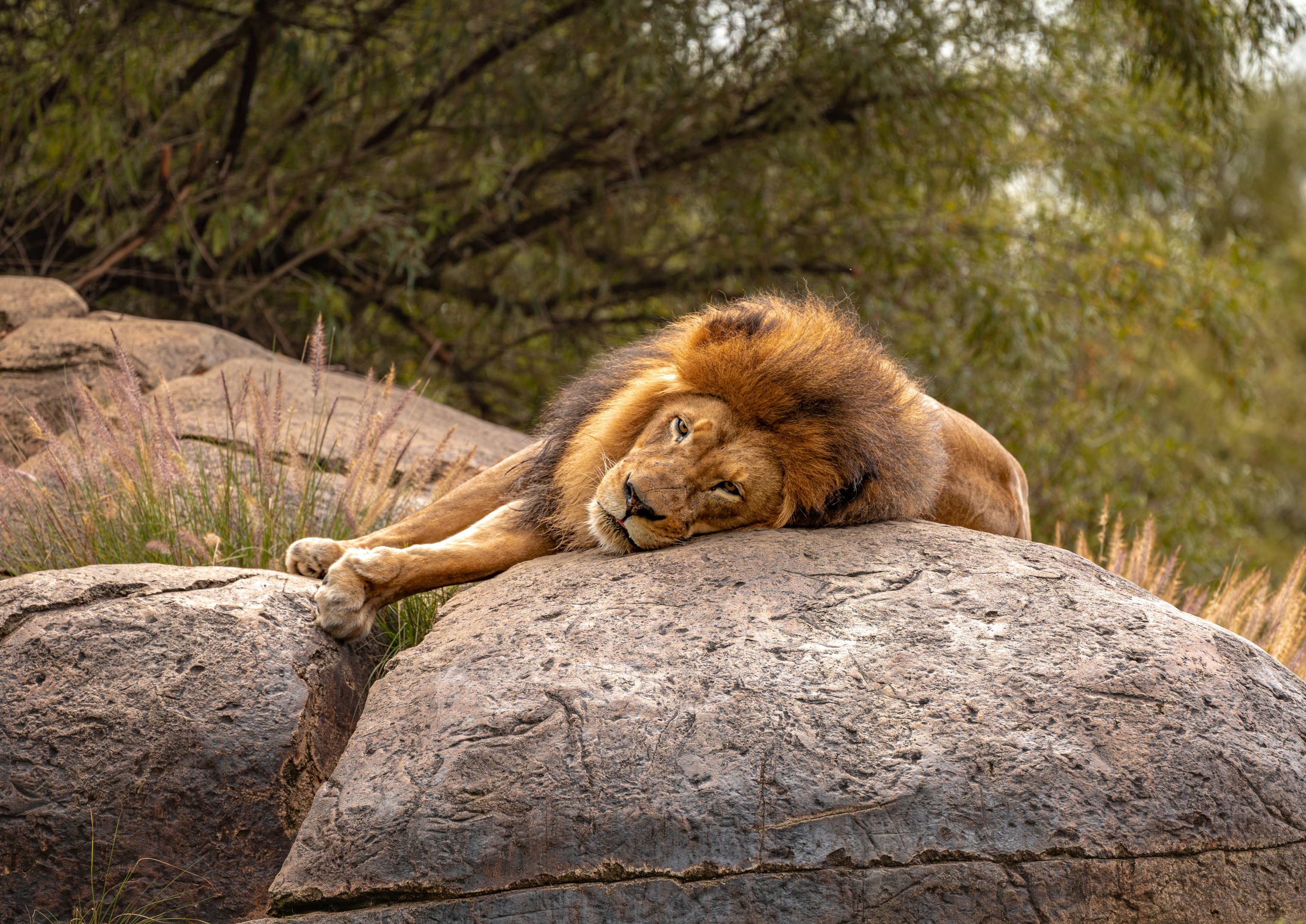 Izu the African Lion