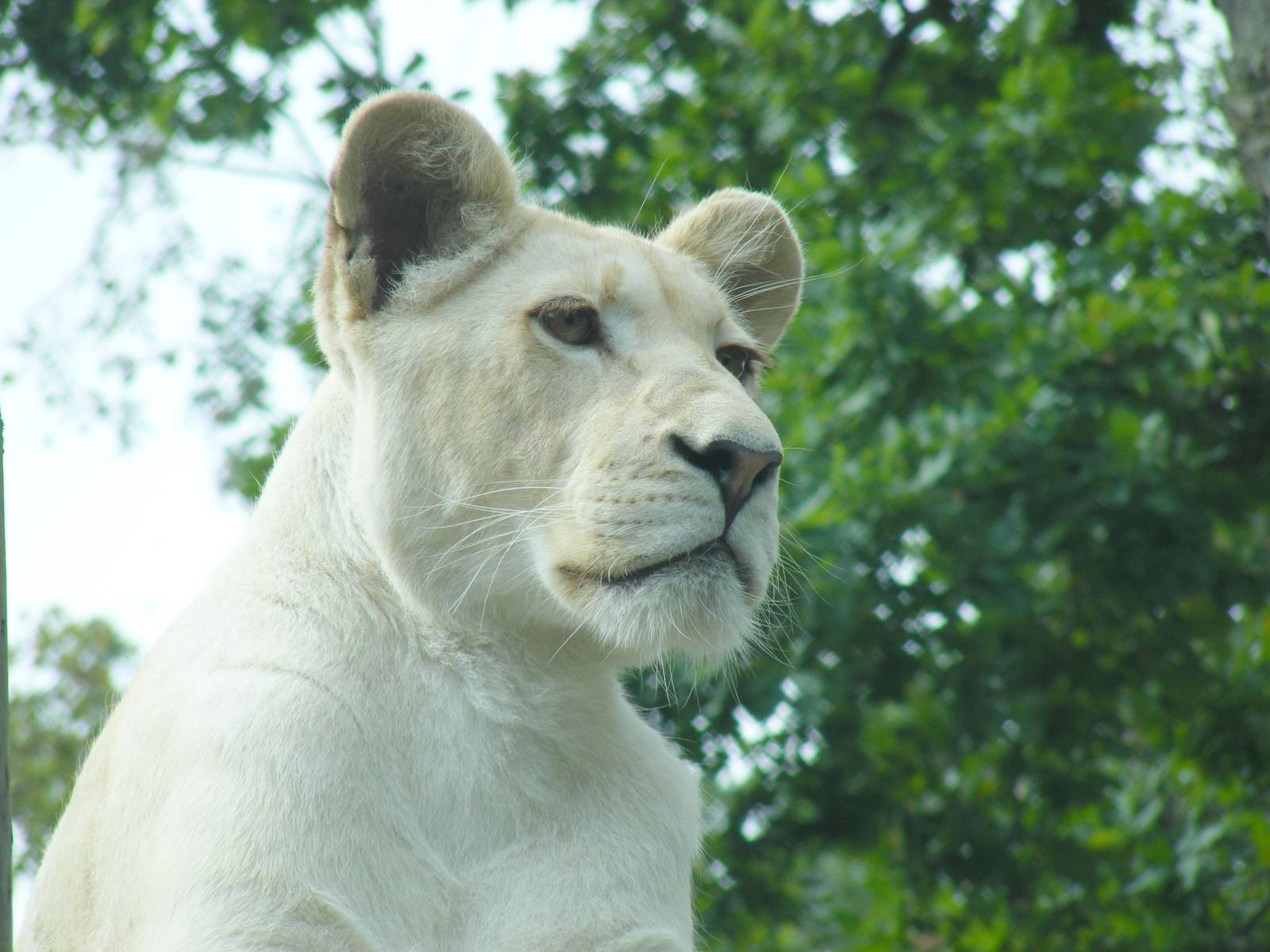 Izulu the white African lion at Paradise Wildlife Park, 5 September 2010