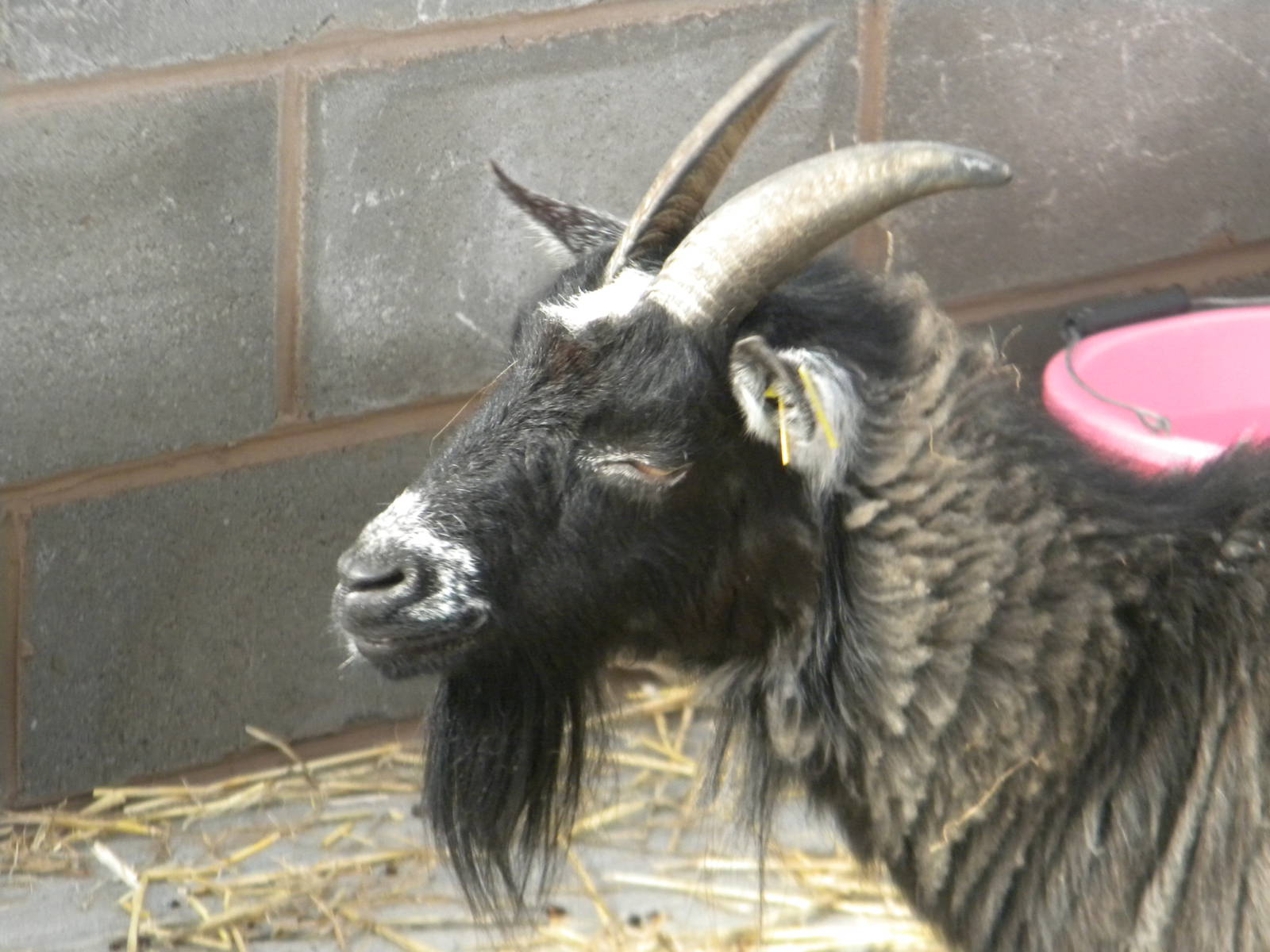 Izzy the African Pygmy Goat at Blackpool Zoo 10th April 2011