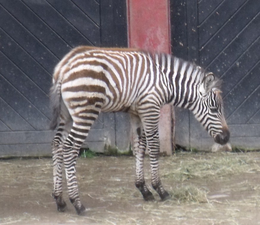 Izzy the new baby Grant's Zebra