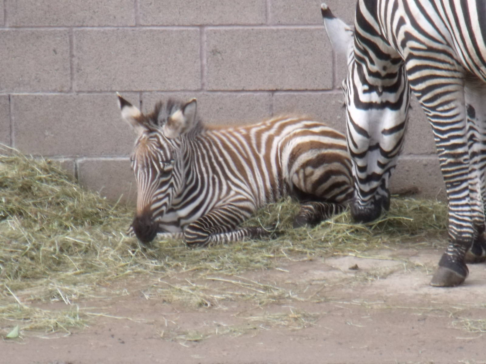 Izzy the new baby Grant's Zebra