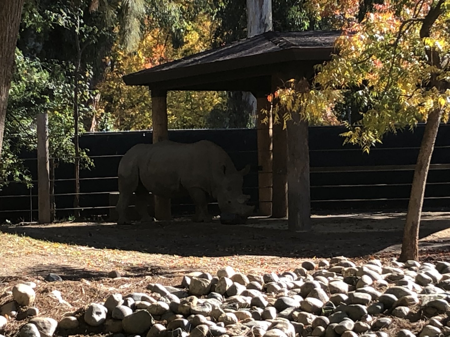 J Gregory, Southern white rhinoceros, Ceratotherium simum simum