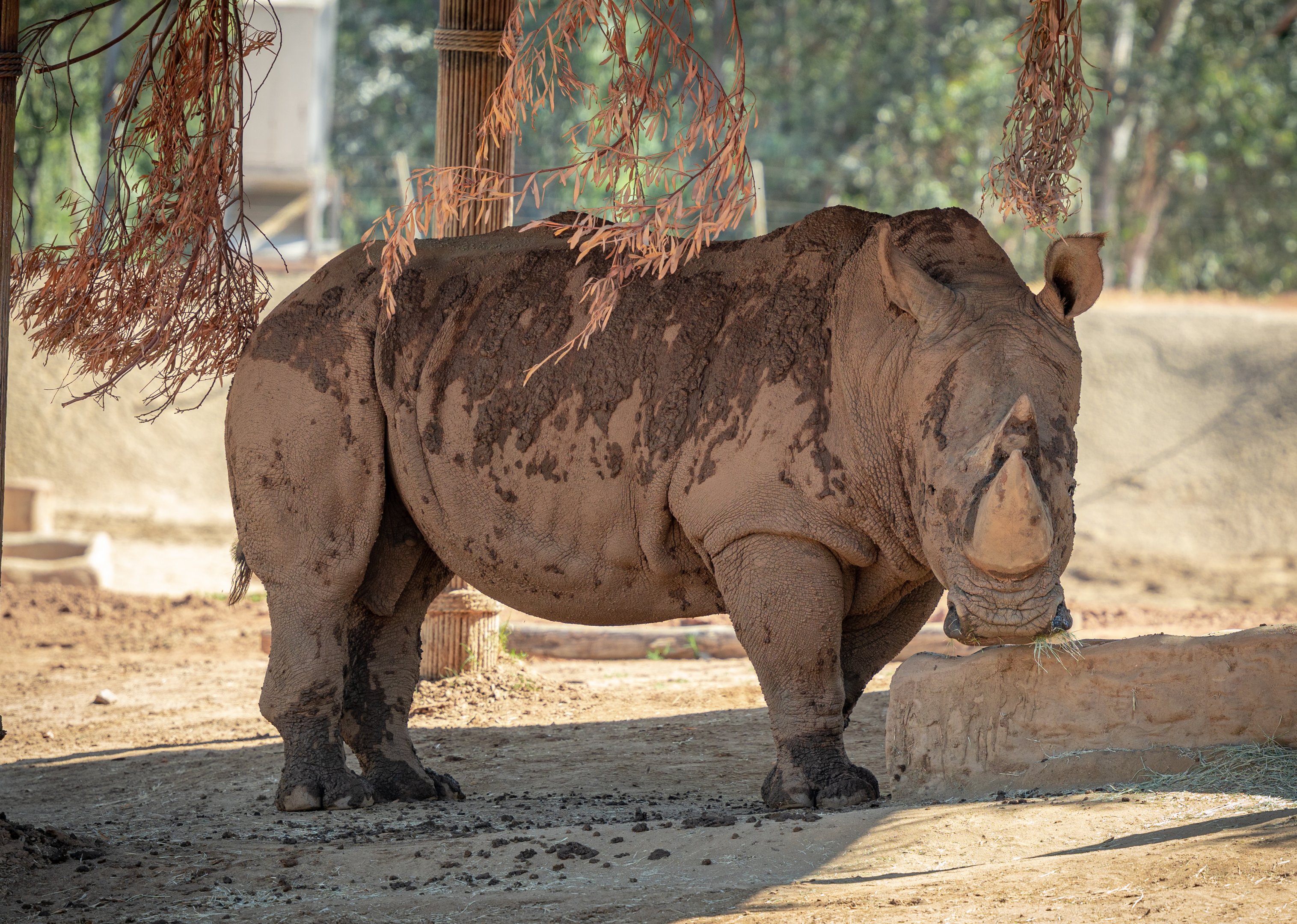 J. Gregory the Southern White Rhinoceros