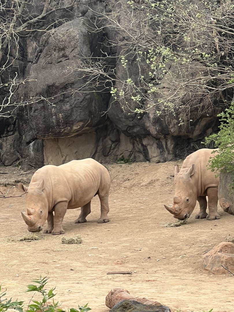 J.P. and Jelani the Southern White Rhinos