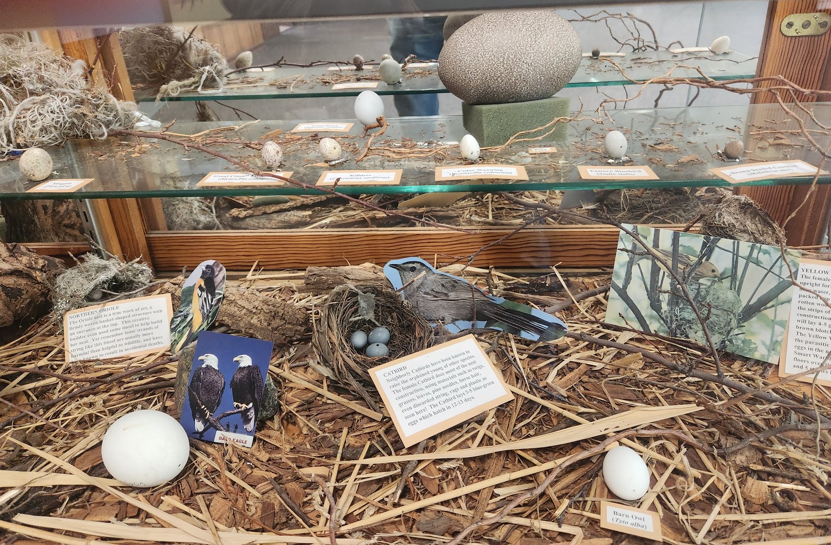 JA McFaul Environmental Center - Birds eggs