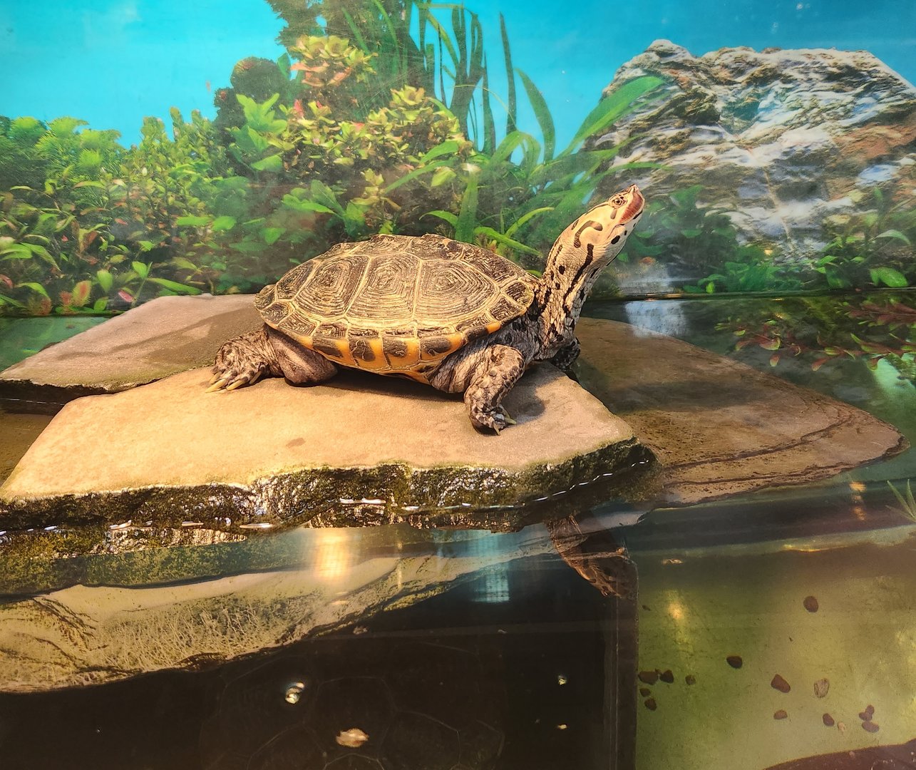 JA McFaul Environmental Center - Diamondback Terrapin