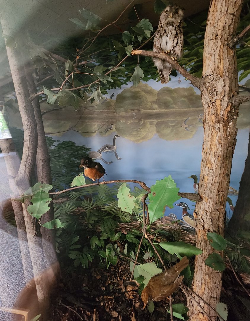 JA McFaul Environmental Center - Forest diorama