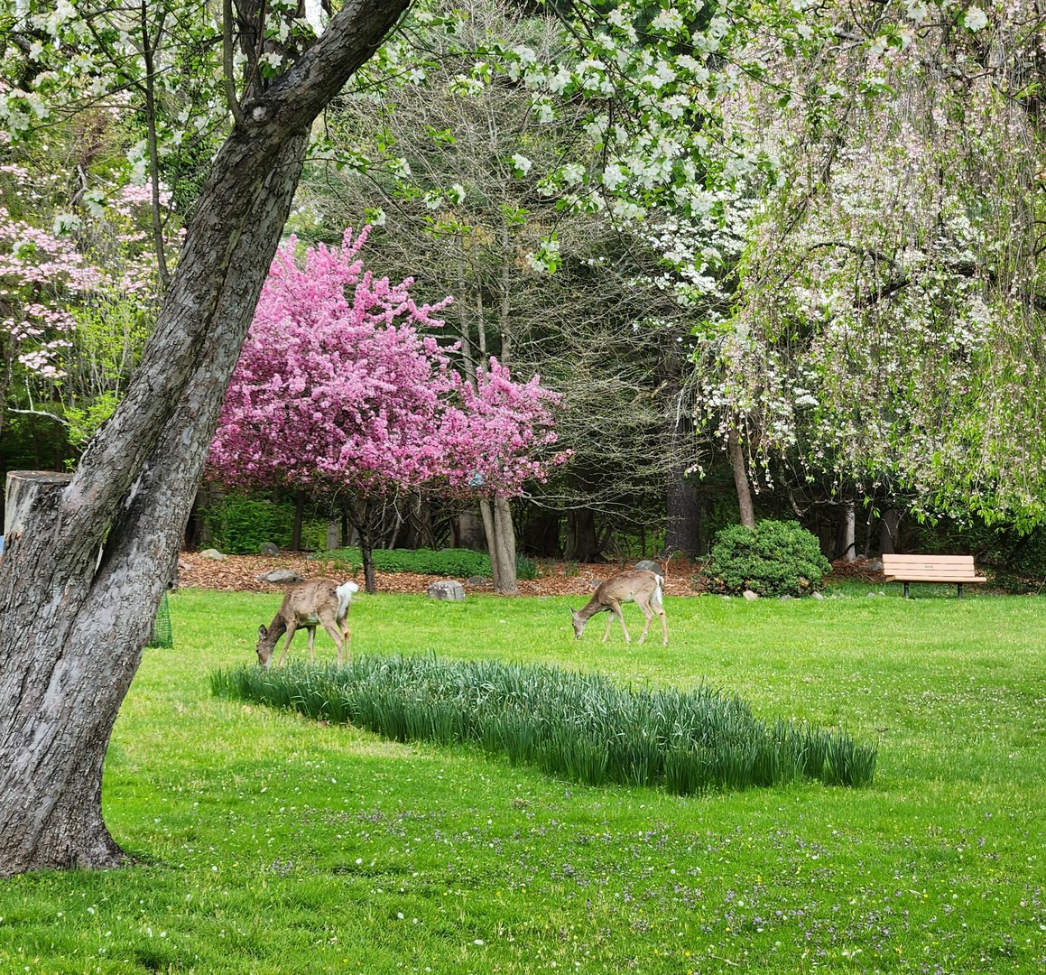 JA McFaul Environmental Center - Garden with wild deer