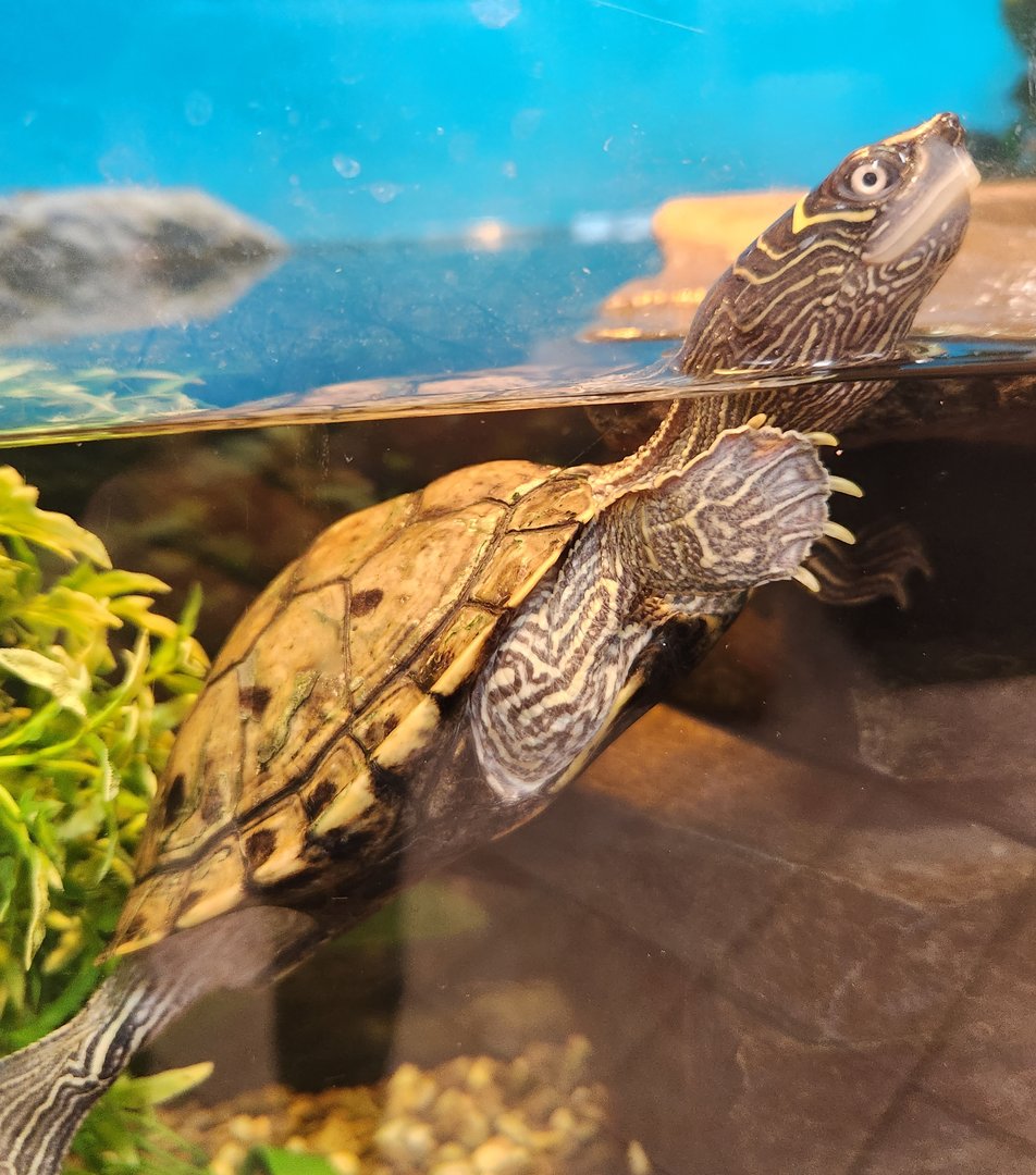 JA McFaul Environmental Center - Northern Map Turtle