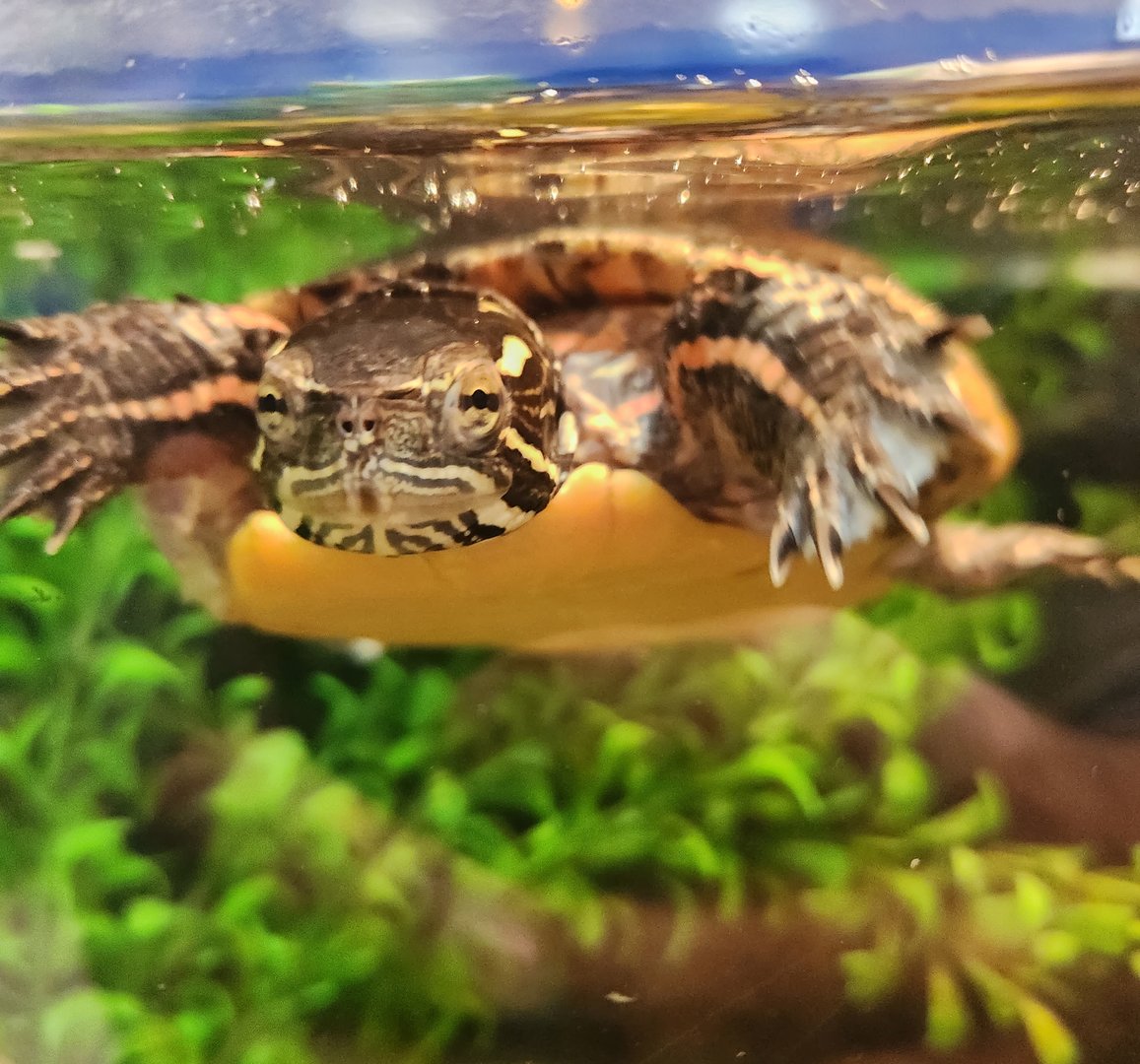 JA McFaul Environmental Center - Painted Turtle