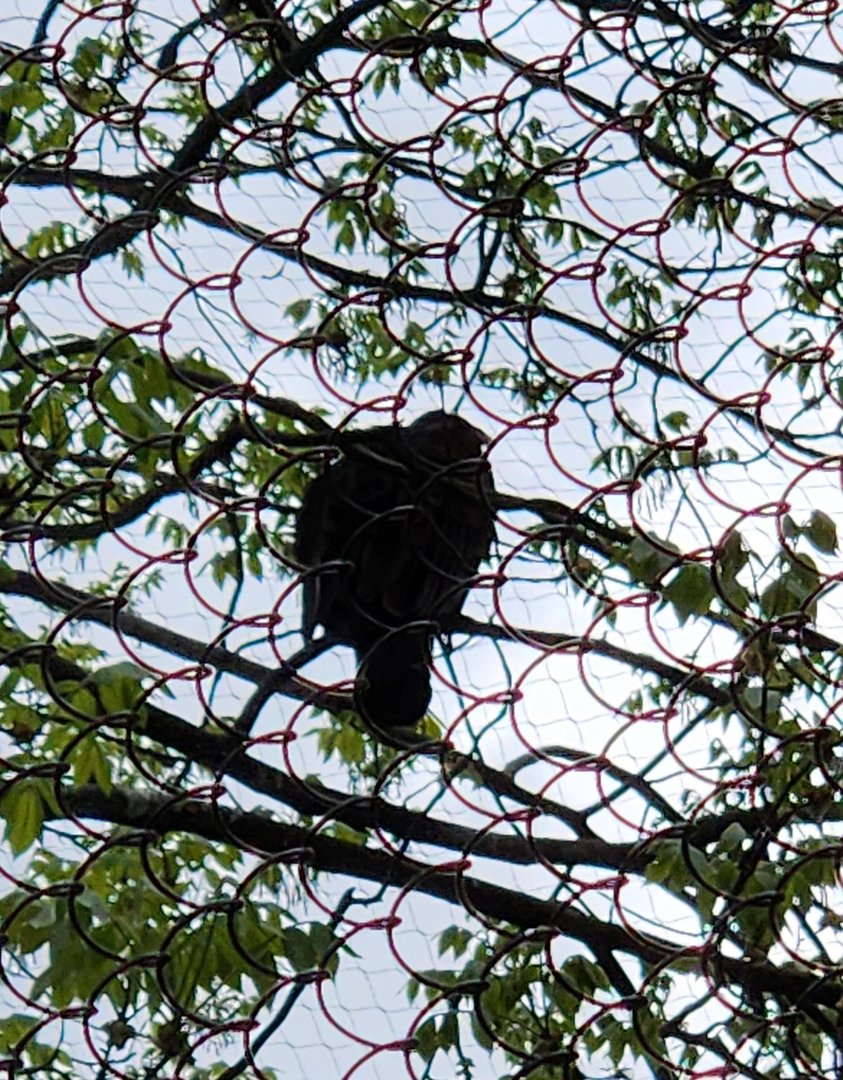 JA McFaul Environmental Center - Turkey Vulture high on tree