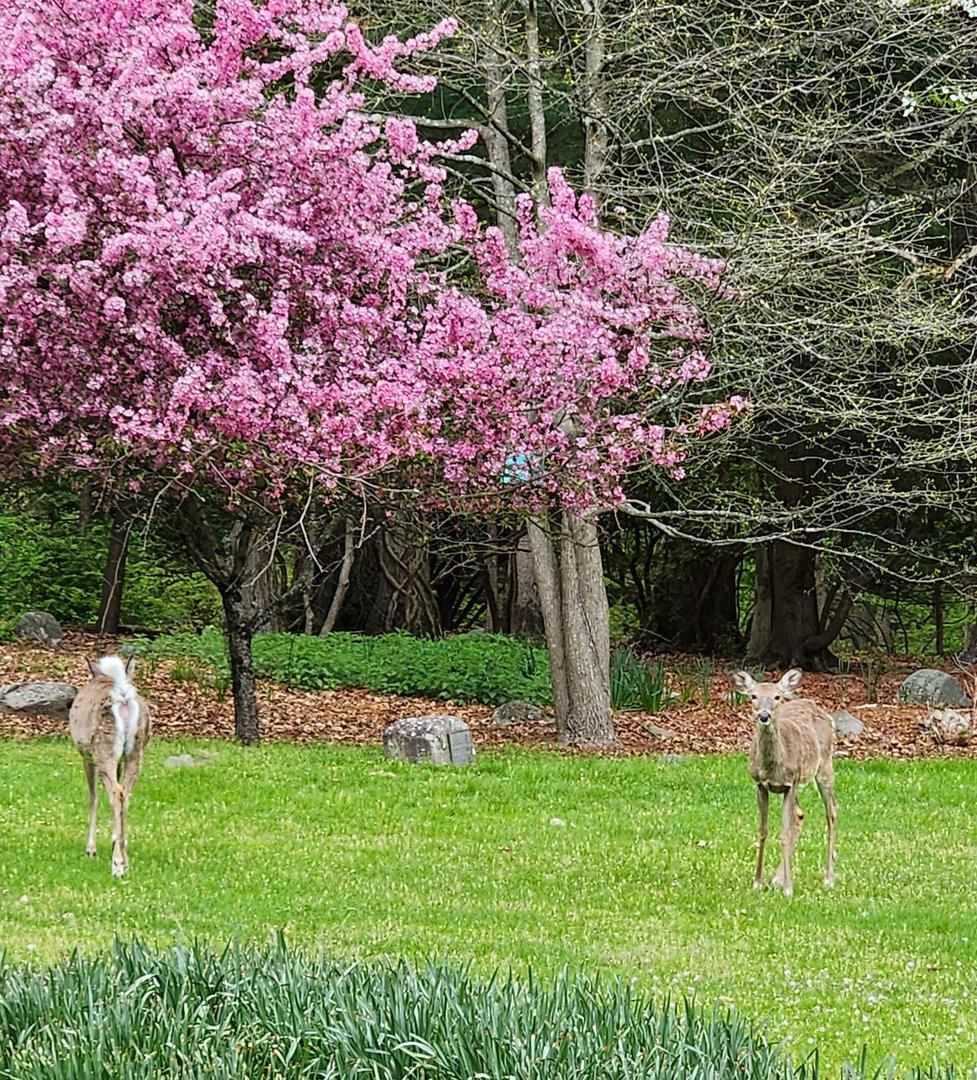 JA McFaul Environmental Center - Wild White-tailed Deer