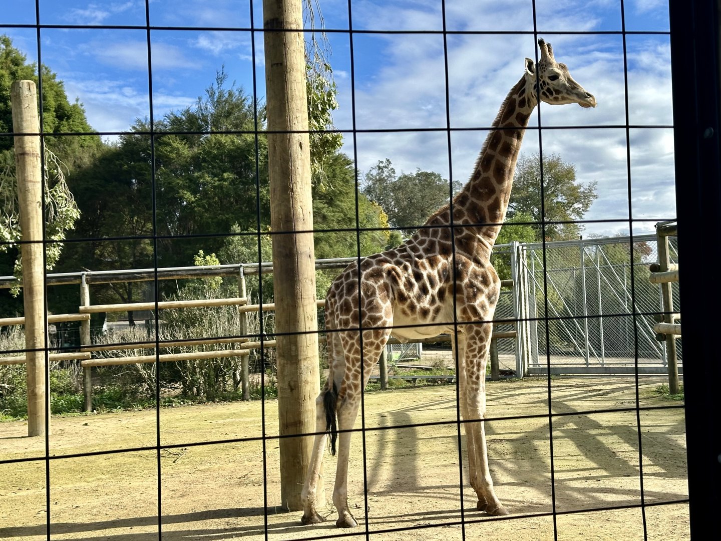 Jabali (Giraffe)