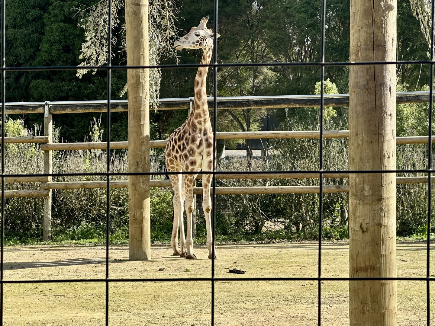 Jabali (Giraffe)