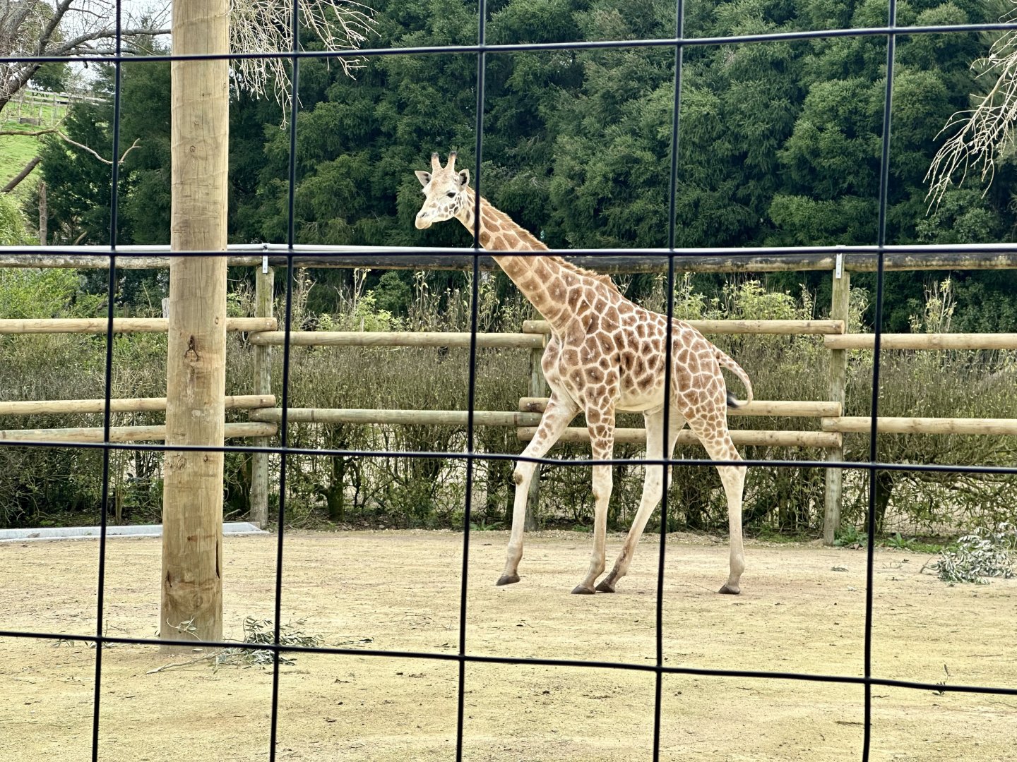 Jabali (two year old bull giraffe)