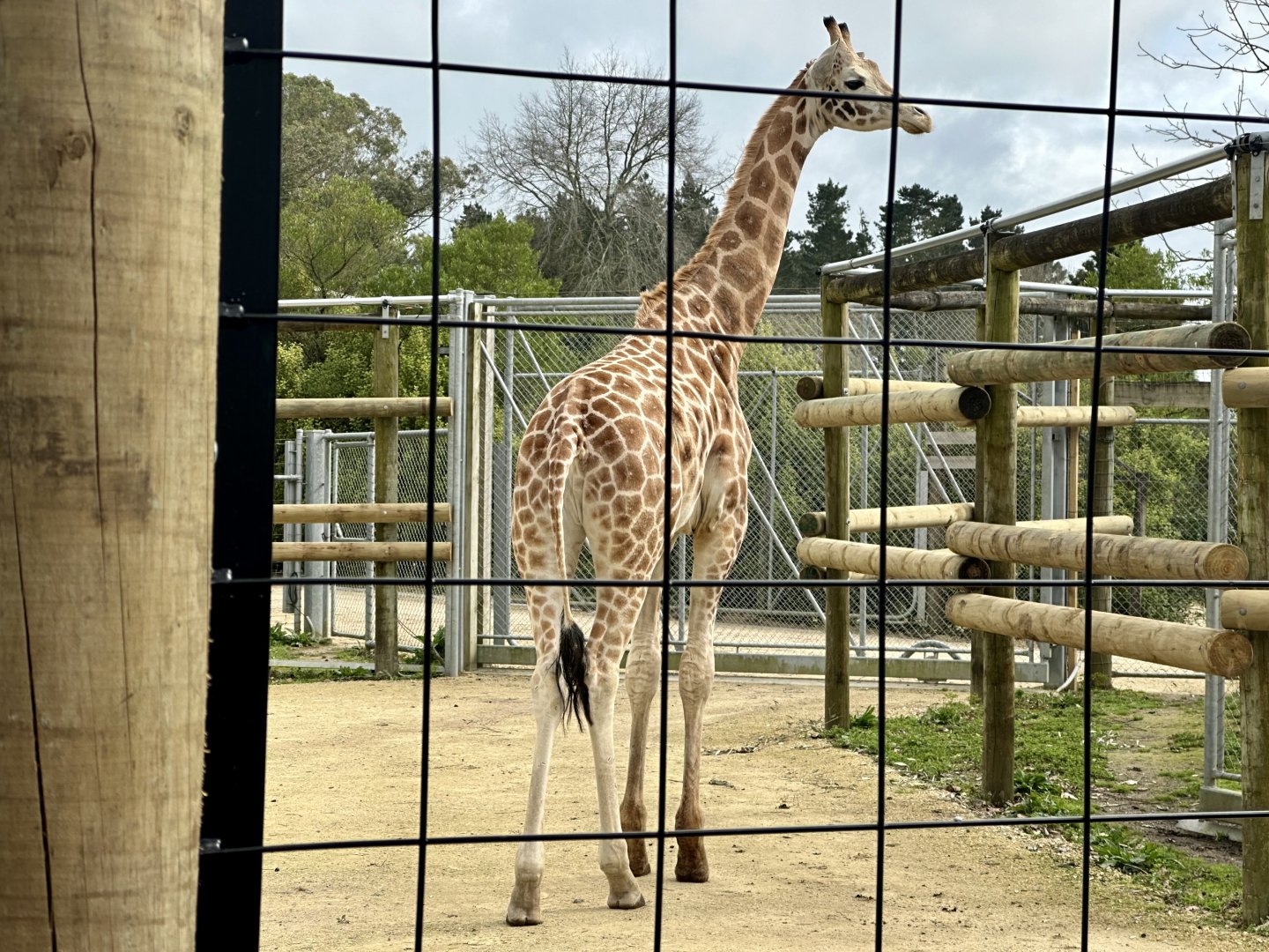 Jabali (two year old bull giraffe)