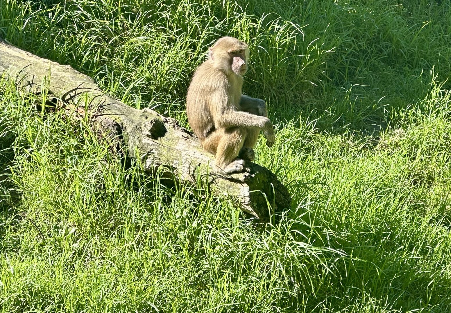 Jabari (Juvenile Male Hamadryas Baboon)