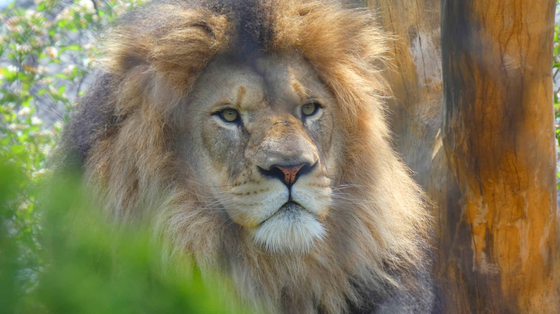 Jabari, Male African Lion, Pepper Family Wildlife Center - May 2022