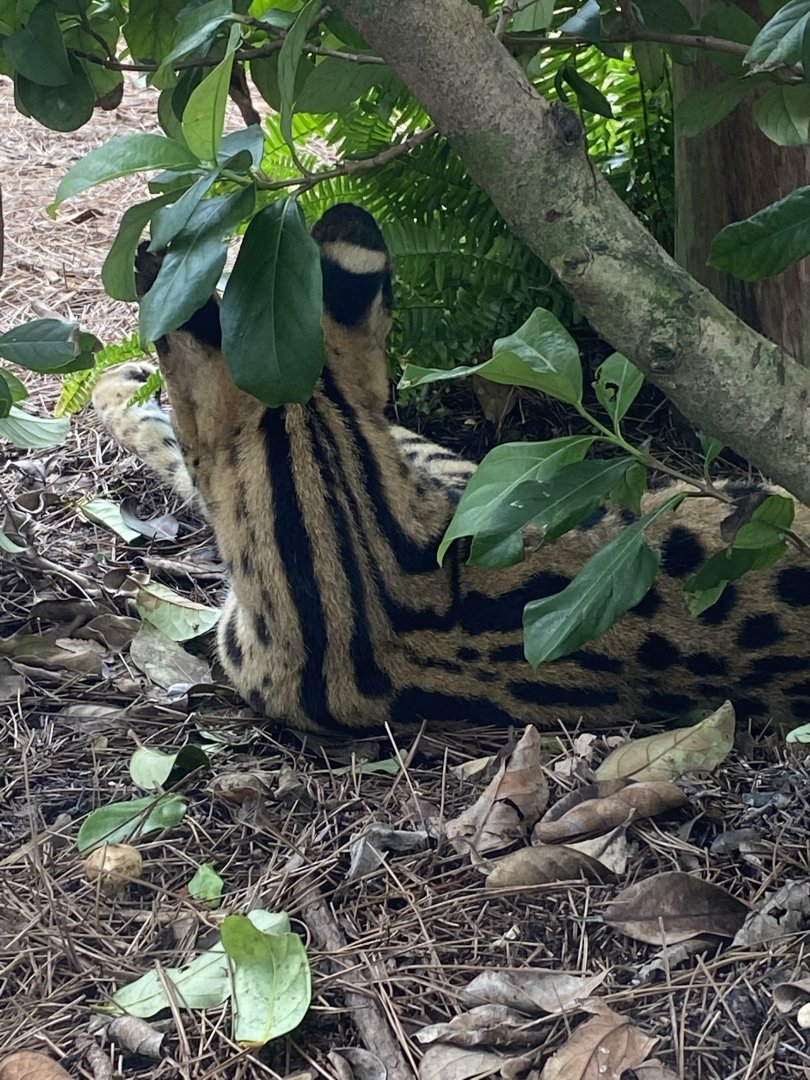 “Jabari” the Serval (Leptailurus serval)