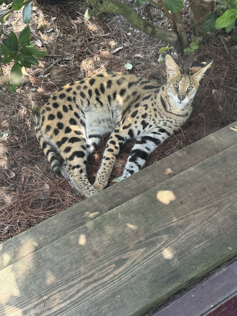 Jabari the Serval