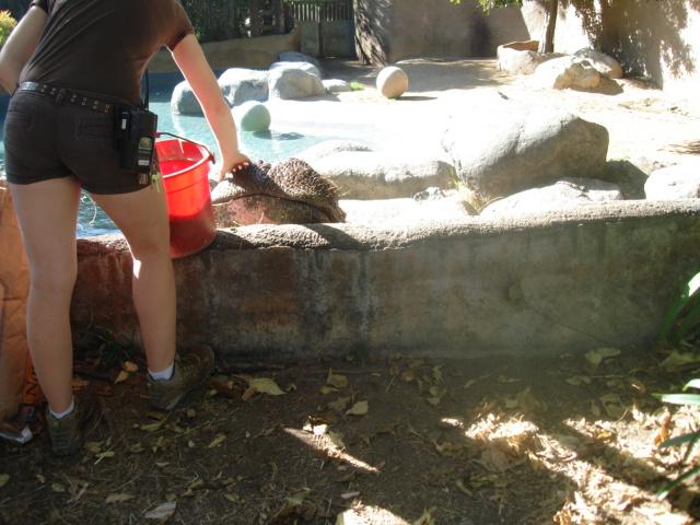 Jabba the Hippo 2010